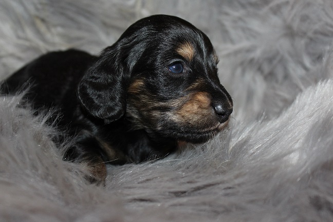 Male-SOLD