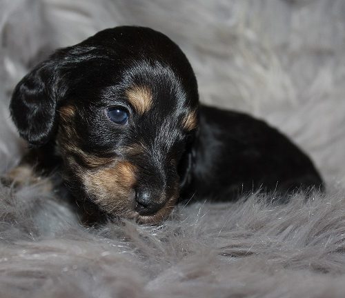Male-SOLD