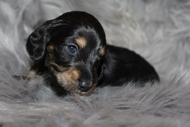 Male-SOLD