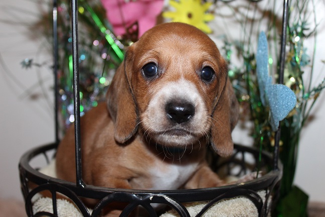 IMG_4470 ROSIE PUPPIES 5-17-2026 Smooth Male #1- SOLD
