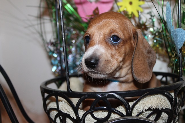 IMG_4477 ROSIE PUPPIES 5-17-2026 Smooth Male #1- SOLD