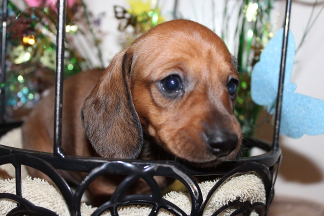 IMG_4545 ROSIE PUPPIES 5-17-2026 Smooth Female #2 – SOLD