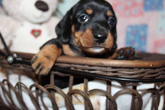 IMG_4557 GEMMA PUPPIES 5-17-2026 Smooth Male #1 SOLD
