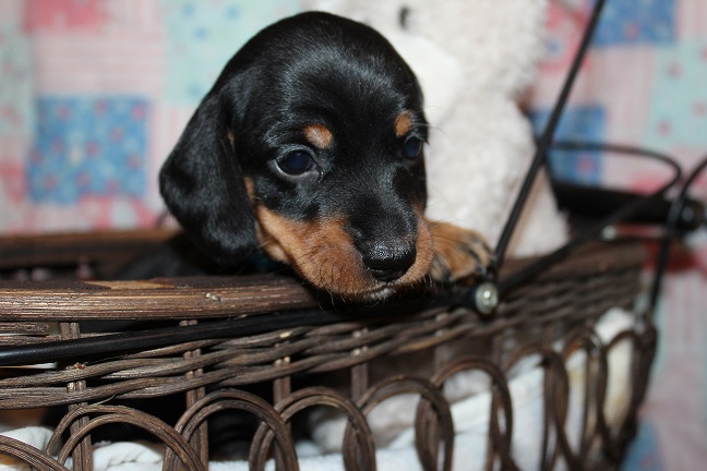 IMG_4566 GEMMA PUPPIES 5-17-2026 Smooth Male #1 SOLD