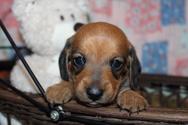 IMG_4631 REMI PUPPIES 5-17-2026 Smooth Male #4 SOLD