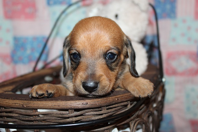 IMG_4636 REMI PUPPIES 5-17-2026 Smooth Male #4 SOLD