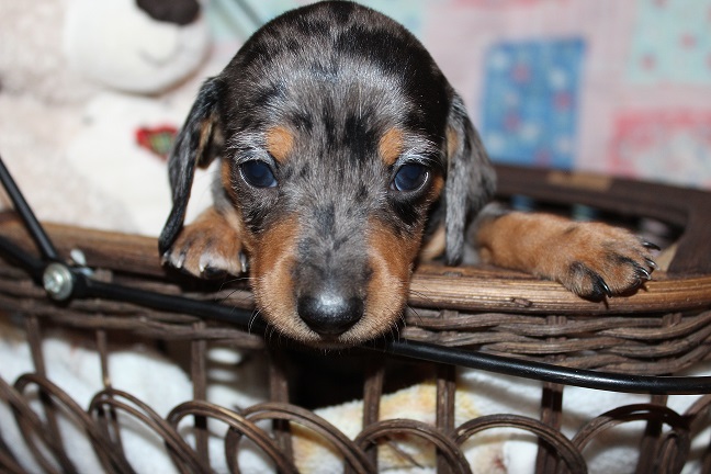 IMG_4655 REMI PUPPIES 5-17-2026 Smooth Female #1 SOLD