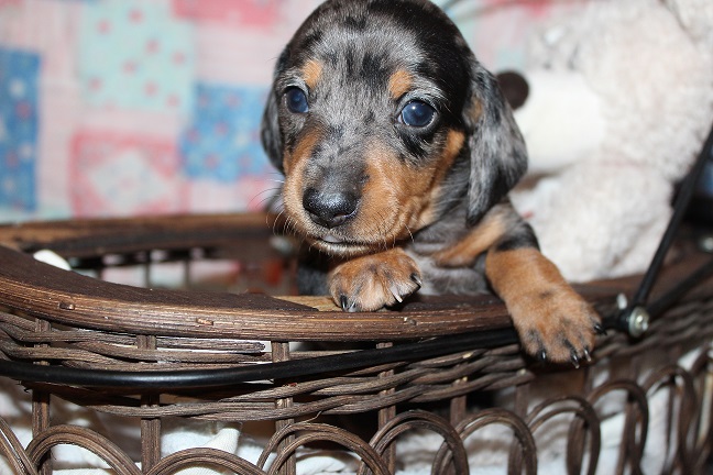 IMG_4657 REMI PUPPIES 5-17-2026 Smooth Female #1 SOLD