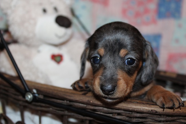 IMG_4661 REMI PUPPIES 5-17-2026 Smooth Female #2 SOLD