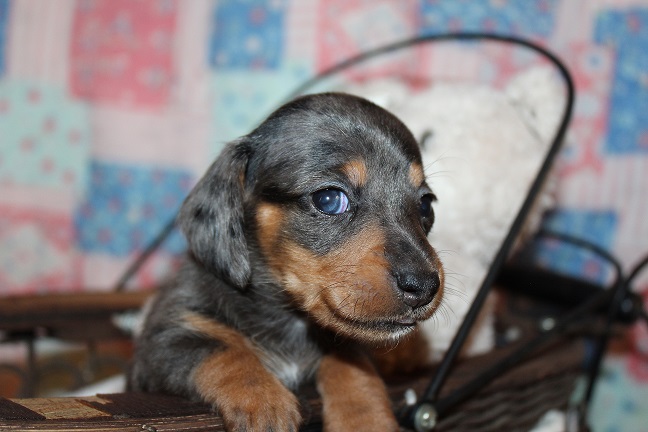 IMG_4665 REMI PUPPIES 5-17-2026 Smooth Female #2 SOLD