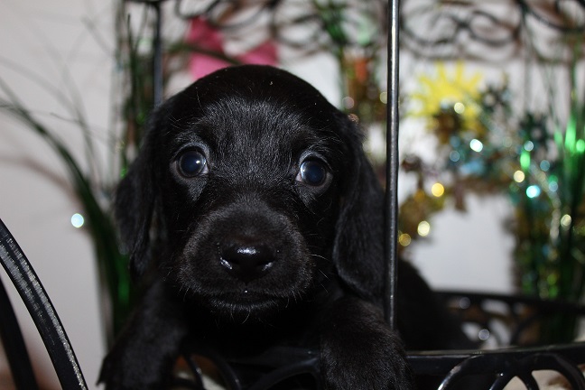 Wirehaired Male #1 SOLD