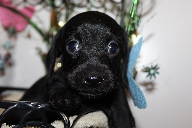 Wirehaired Male #1 SOLD