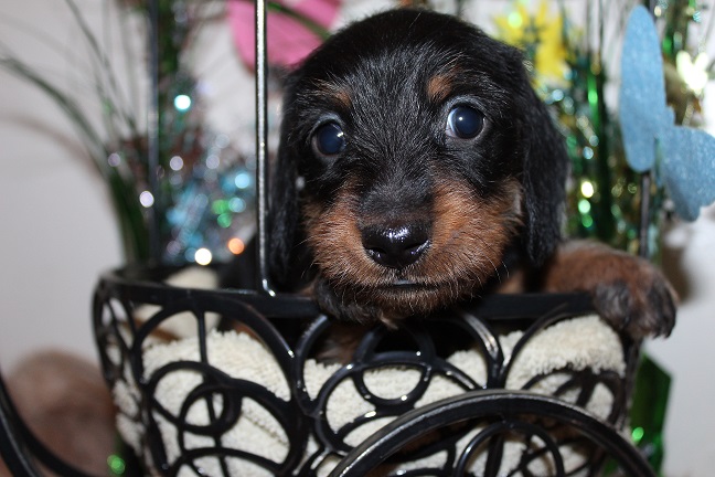 IMG_4732 HAZEL PUPPIES 5-20-2026 Wirehaired Male #2 SOLD