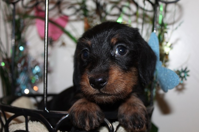 IMG_4736 HAZEL PUPPIES 5-20-2026 Wirehaired Male #2 SOLD
