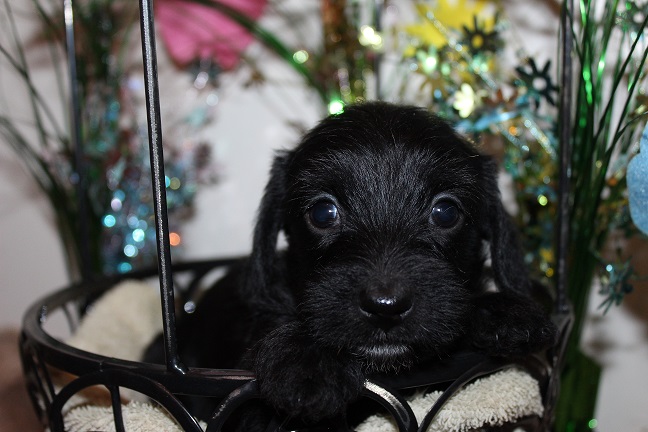 Wirehaired Female #2 SOLD