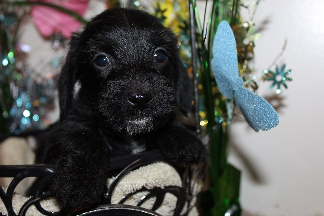 Wirehaired Female #2 SOLD