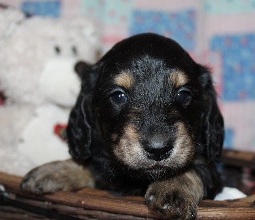 Male-SOLD