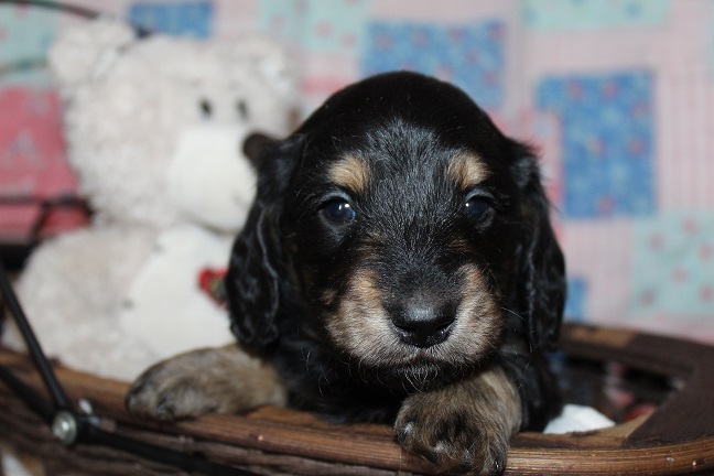 Male-SOLD