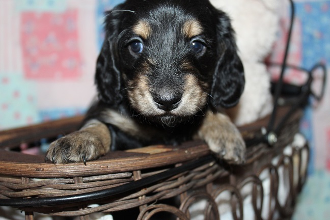 Male-SOLD