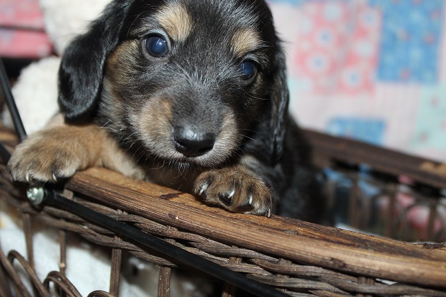 IMG_4835 SUNNY PUPPIES 5-20-2026 Female #4-SOLD