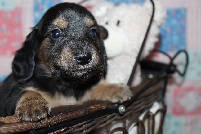 IMG_4839 SUNNY PUPPIES 5-20-2026 Female #4-SOLD