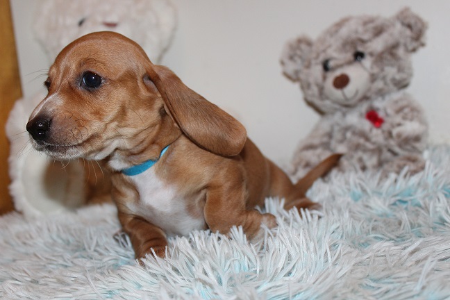 IMG_4898 ROSIE PUPPIES 5-25-2026 Smooth Male #1- SOLD