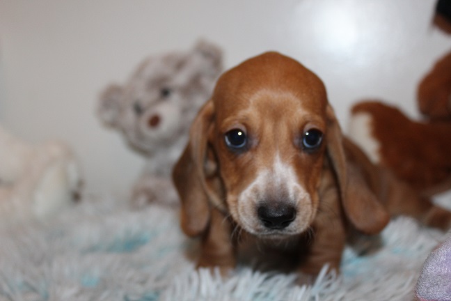 IMG_4900 ROSIE PUPPIES 5-25-2026 Smooth Male #1- SOLD