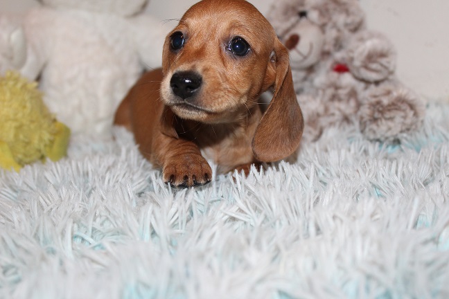 IMG_4986 ROSIE PUPPIES 5-25-2026 Smooth Female #1- Staying here