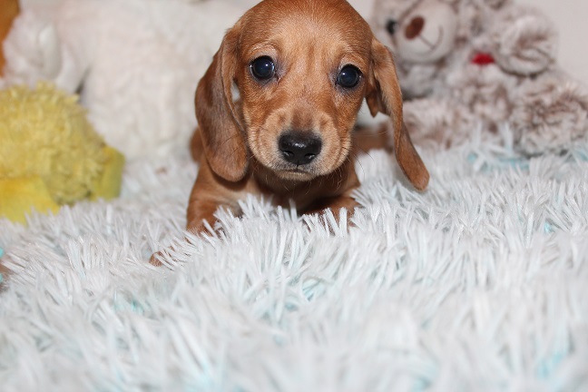 IMG_4988 ROSIE PUPPIES 5-25-2026 Smooth Female #1- Staying here
