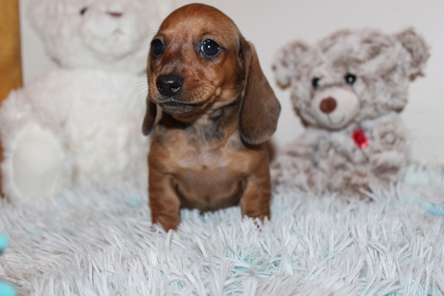IMG_4997 ROSIE PUPPIES 5-25-2026 Smooth Female #2 – SOLD