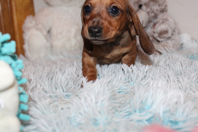 IMG_5001 ROSIE PUPPIES 5-25-2026 Smooth Female #2 – SOLD
