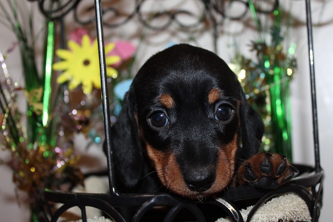 IMG_5014 GEMMA PUPPIES 5-25-2026 Smooth Male #1 SOLD