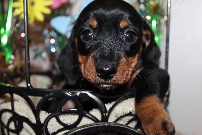 IMG_5019 GEMMA PUPPIES 5-25-2026 Smooth Male #1 SOLD