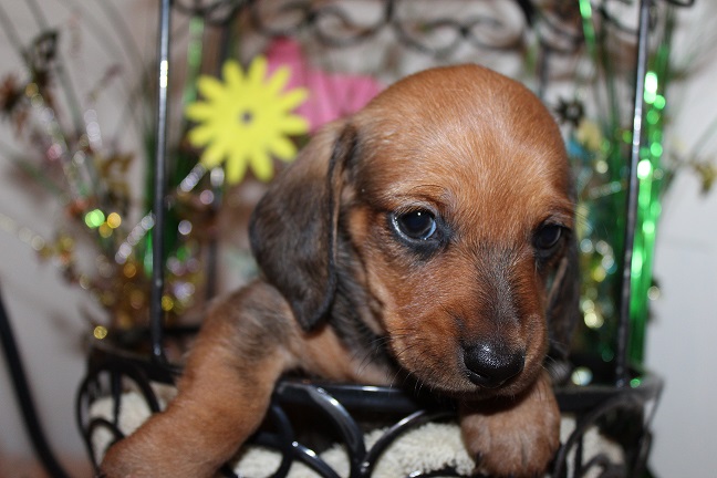 IMG_5068 REMI PUPPIES 5-25-2026 Smooth Male #4 SOLD