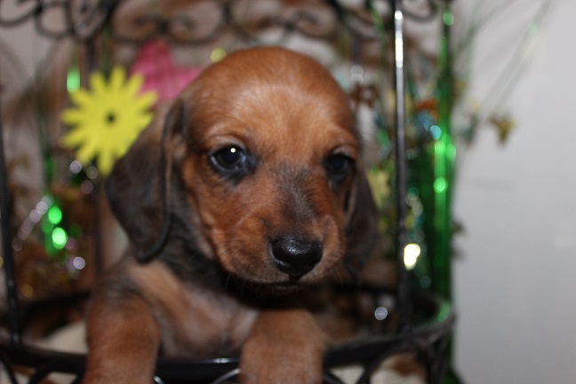 IMG_5070 REMI PUPPIES 5-25-2026 Smooth Male #4 SOLD