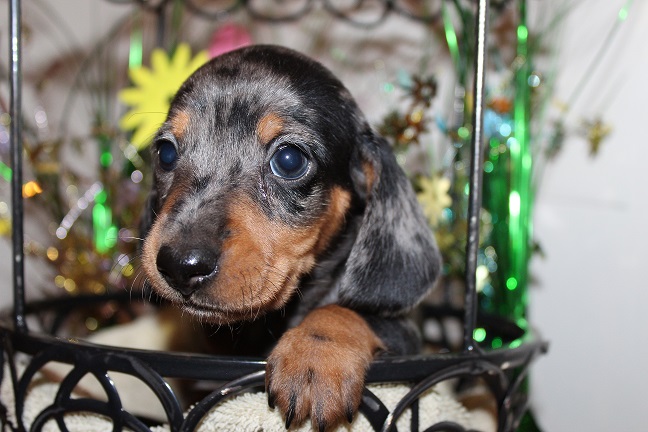 IMG_5083 REMI PUPPIES 5-25-2026 Smooth Female #1 SOLD