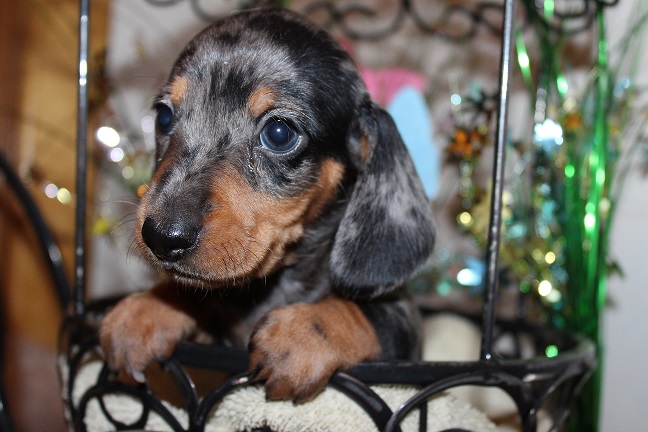 IMG_5087 REMI PUPPIES 5-25-2026 Smooth Female #1 SOLD