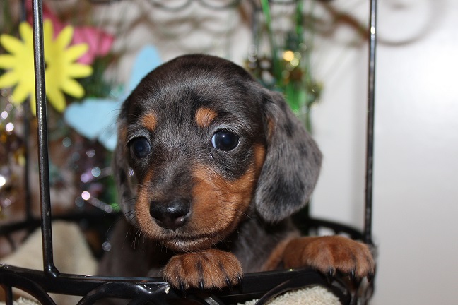 IMG_5092 REMI PUPPIES 5-25-2026 Smooth Female #2 SOLD