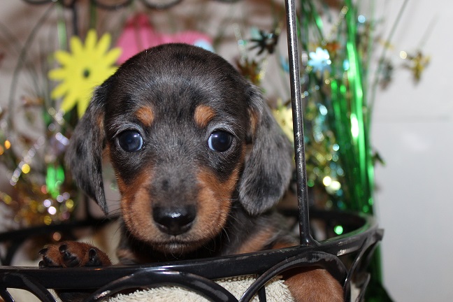 IMG_5100 REMI PUPPIES 5-25-2026 Smooth Female #2 SOLD