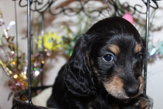 Male-SOLD