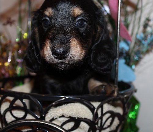 Male-SOLD