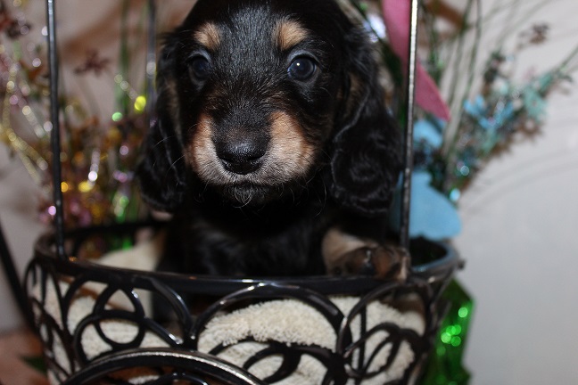 Male-SOLD