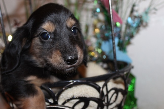 IMG_5153 SUNNY PUPPIES 5-27-2026 Female #4-SOLD