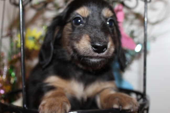 IMG_5160 SUNNY PUPPIES 5-27-2026 Female #4-SOLD