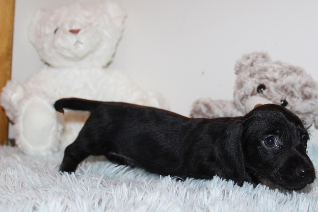 Wirehaired Male #1 SOLD