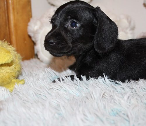 Wirehaired Male #1 SOLD