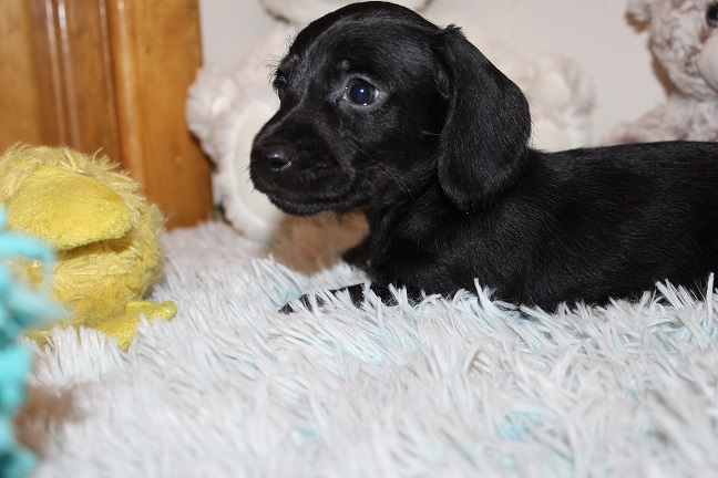 Wirehaired Male #1 SOLD