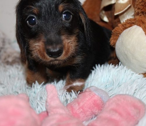 Wirehaired Male #2 SOLD