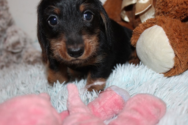 IMG_5183 HAZEL PUPPIES 5-27-2026 Wirehaired Male #2 SOLD