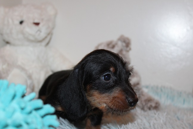 IMG_5186 HAZEL PUPPIES 5-27-2026 Wirehaired Male #2 SOLD